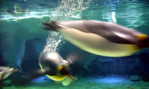 Sea World, December 2010