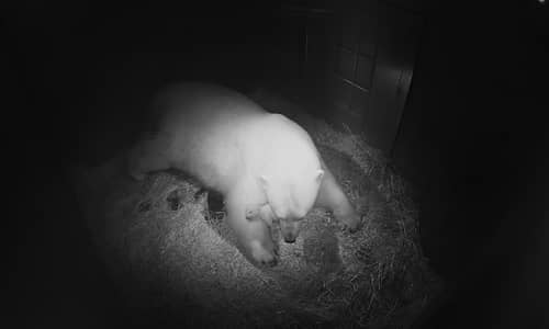 Cub TV comes to Sea World