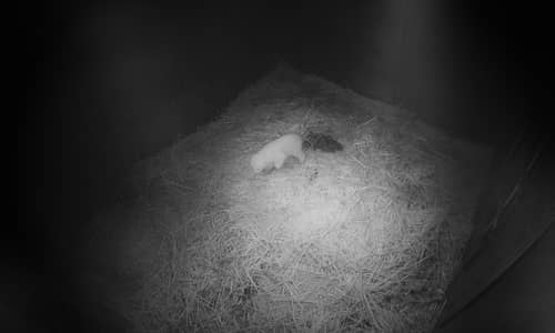 Polar Bear Cub takes first wobbly steps