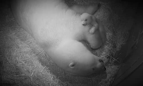 Polar Bear Cub – It’s a Girl!