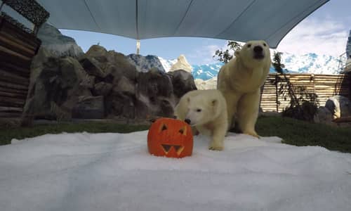 Polar Bear Cub Mishka celebrates Halloween