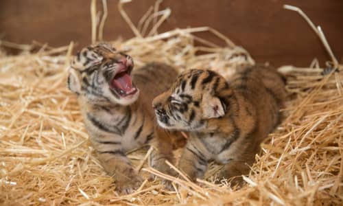 Dreamworld Welcomes Two Baby Tiger Cubs