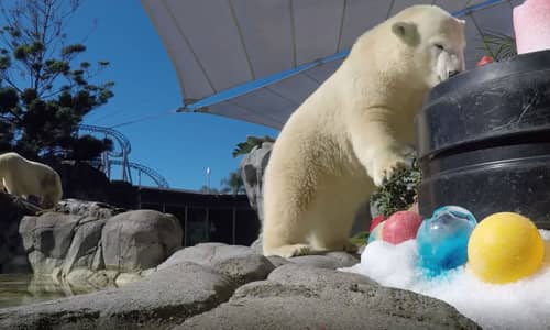 Sea World’s Polar Bear Cub Mishka Celebrates her First Birthday