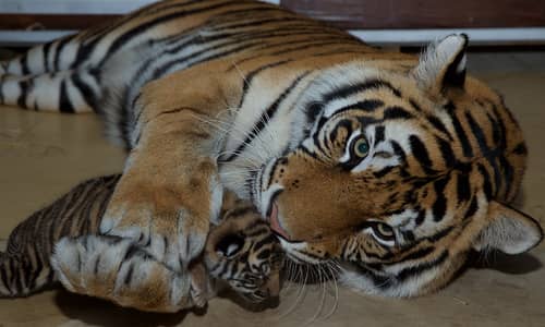 Dreamworld Cubs Show Their Stripes to The Public