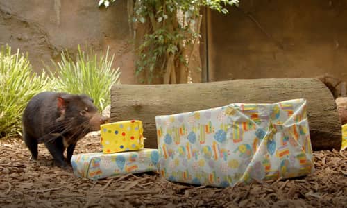 Dreamworld turns 38 years old today