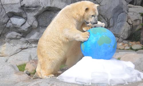 Polar Bears at Sea World Celebrate  International Polar Bear Day