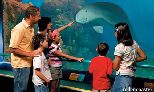 Dugong Discovery opens this Christmas