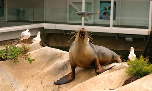 Village drops conditions in Sydney Attractions bid