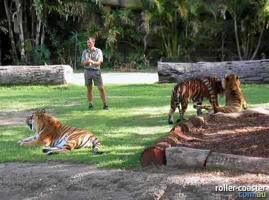 Tiger and handlers