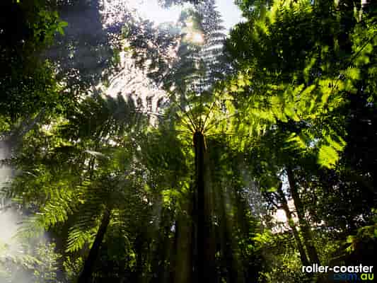 Fern Tree