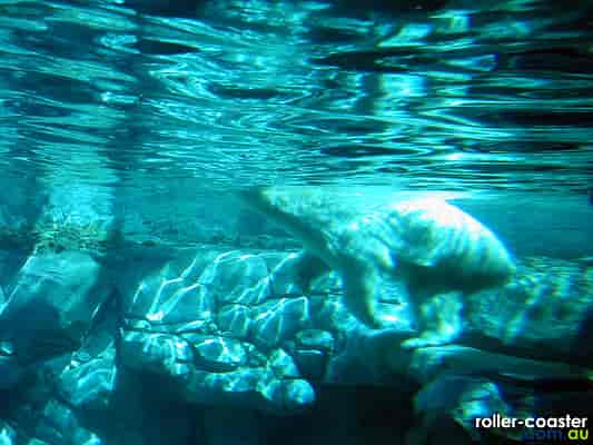 Polar Bear Shores