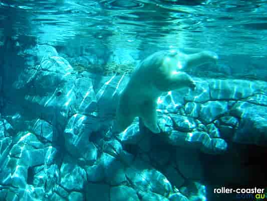 Polar Bear Shores