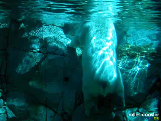 Polar Bear Shores