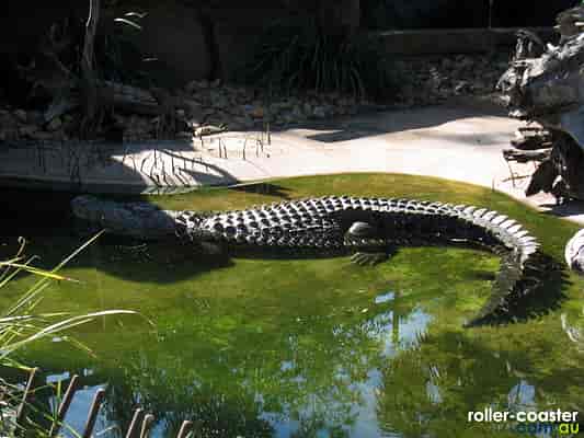 Australian Wildlife Experience