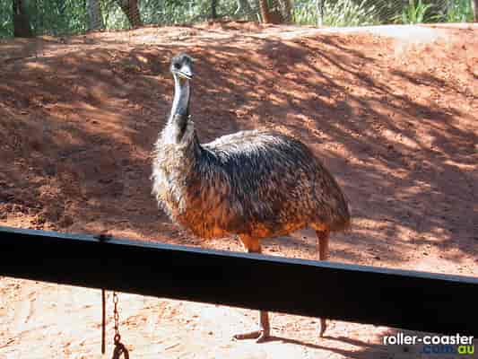 Emu