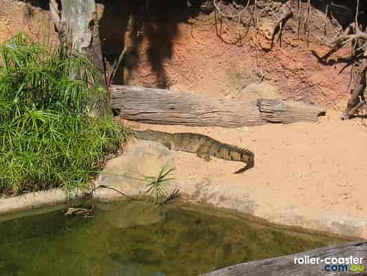Freshwater Crocodile