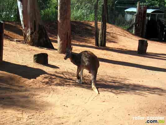 Red Kangaroo