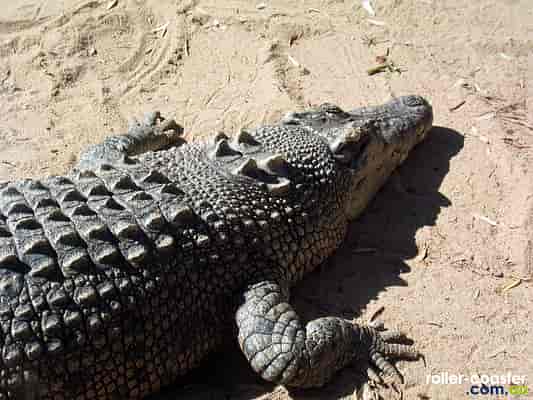 Saltwater Crocodile