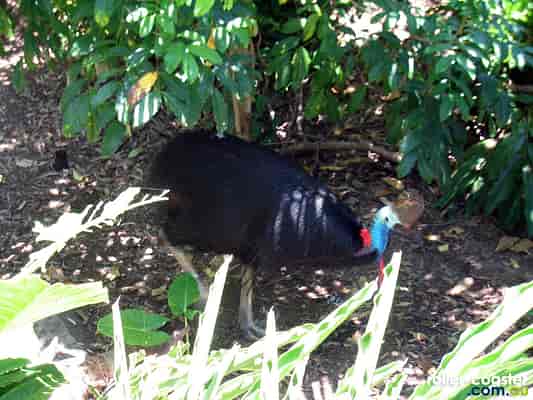 Southern Cassowary