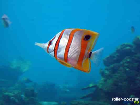 Beaked Coralfish