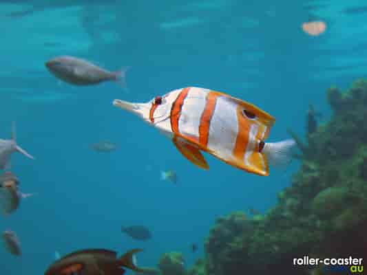 Beaked Coralfish