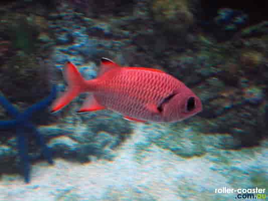 Crimson Squirrel-fish