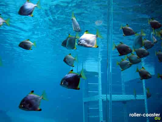 Diamond-Fish