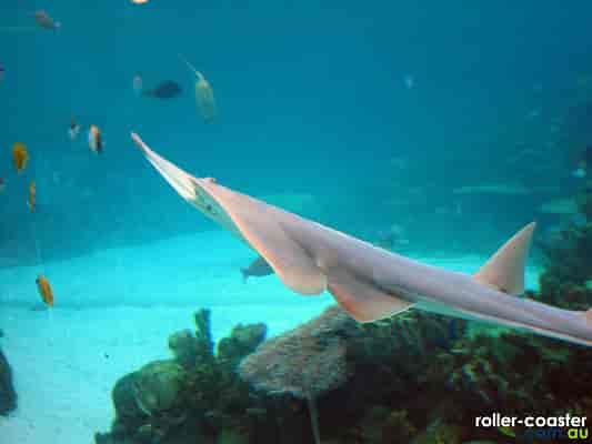 Giant Shovelnose Ray