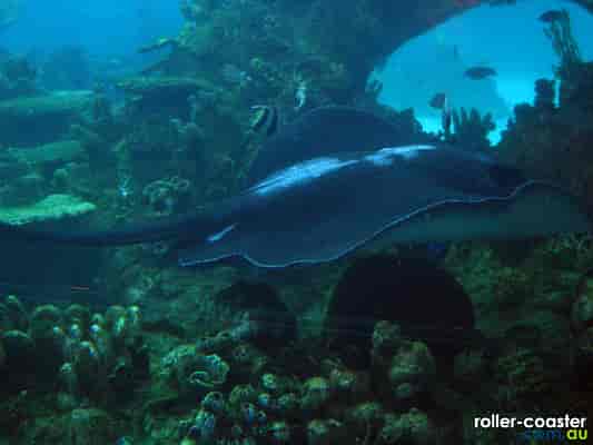 Giant Stingaree