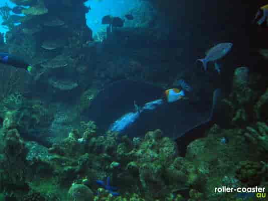 Giant Stingaree