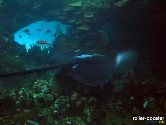 Giant Stingaree