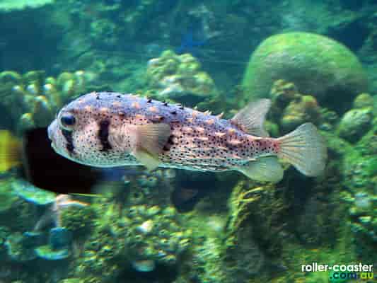 Myers' Porcupine Fish