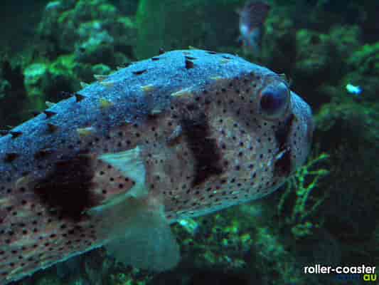 Myers' Porcupine Fish
