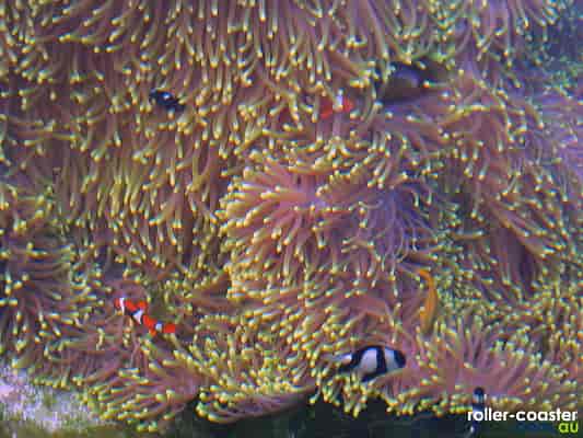 Orange Anemone-Fish