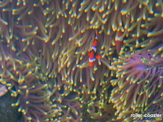 Orange Anemone-Fish