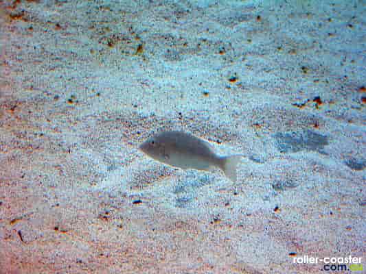 Shark Bay