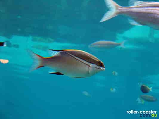 Shark Bay