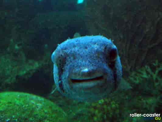The Myers' Porcupine Fish swallow air and water and swell up which, combined with their spines and poisonous flesh makes them an undesirable meal.