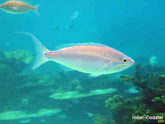 Whiptail