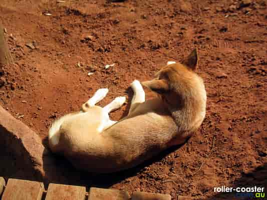 Dingo