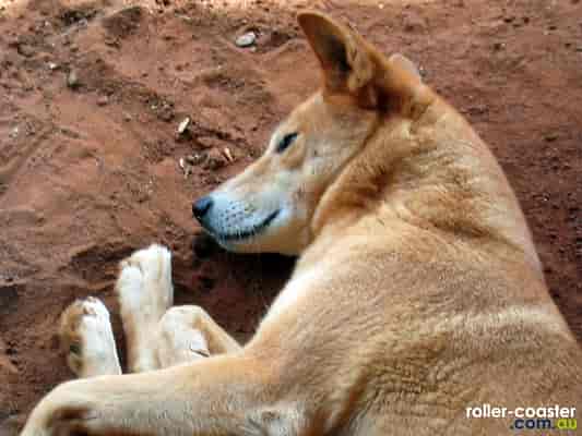 Dingo