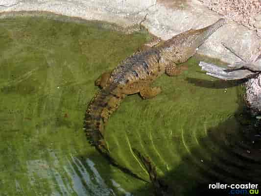 Freshwater Crocodile