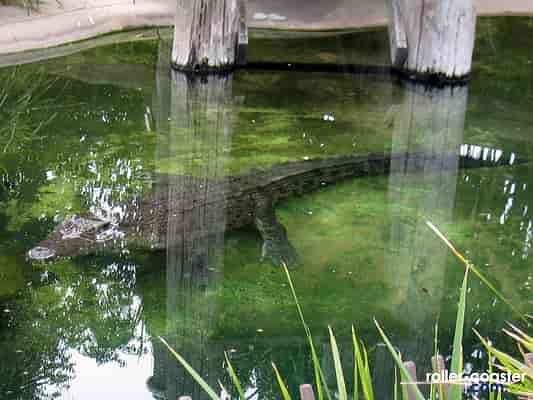 Saltwater Crocodile