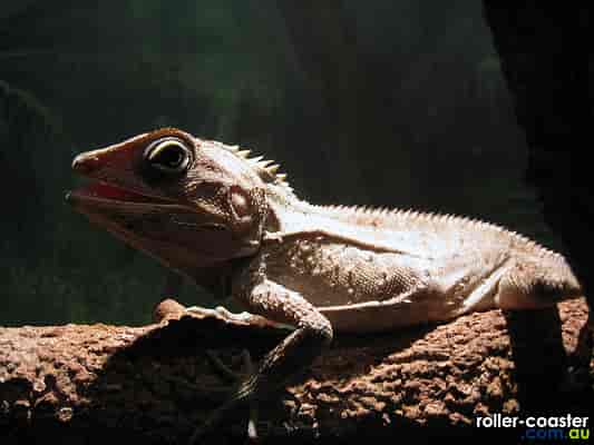 Southern Forest Dragon