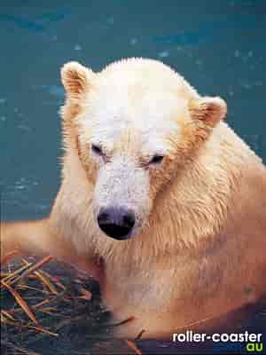 Polar Bear Shores