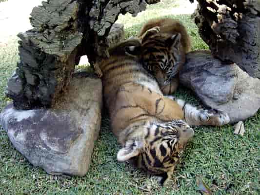 Tiger Cubs