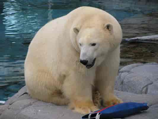 Polar Bear
