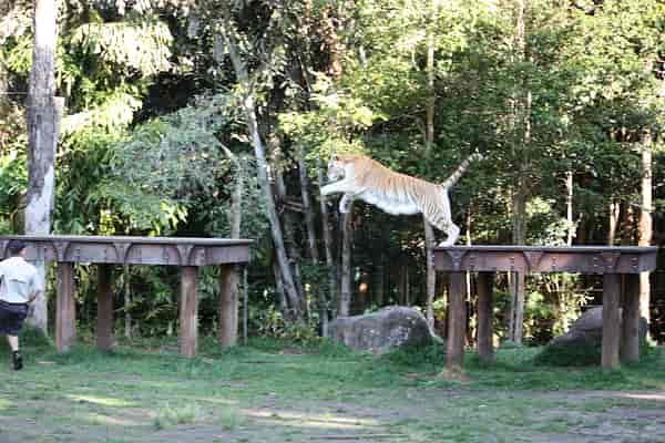 Leap