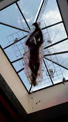 Rooftop Corpse