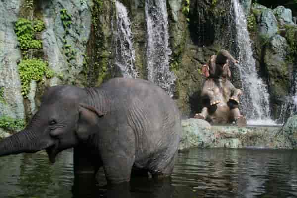 Jungle Cruise elephants